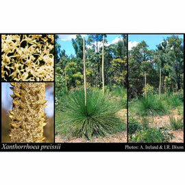 Australian Grass Tree Seeds