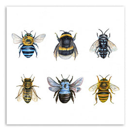 Native Bees Card
