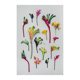 Hello Kangaroo Paws Print