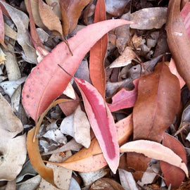 Small Gum Leaf Earrings