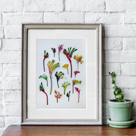 Hello Kangaroo Paws Print