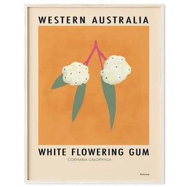 Image of white flowering gum on an orange background.