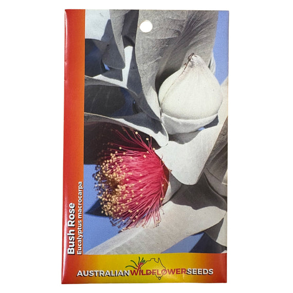 Bush Rose Seeds