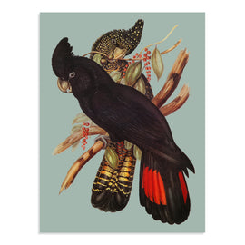 Two black cockatoos perched on a branch with an olive green background.