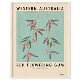Image of a red flowering gum on a light green background.