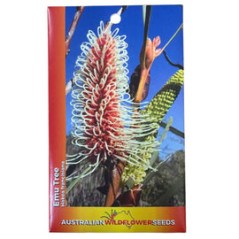 Emu Tree Seeds