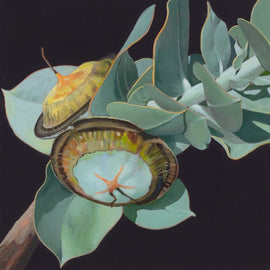 Eucalyptus Pods 2