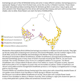 Everlastings (Pink and White) Seeds ss rosea
