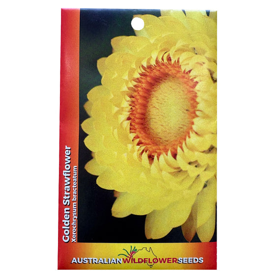 Golden Strawflower Seeds