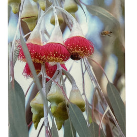 Floral structure with pink and green elements, featuring a bee, in Kings Park, Perth, Western Australia.