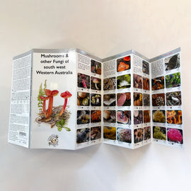 Pocket Guide - Mushrooms & Other Fungi