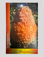 Pack of Australian wildflower seeds with an orange Banksia flower on a gray background