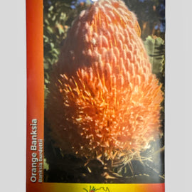 Pack of Australian wildflower seeds with an orange Banksia flower on a gray background
