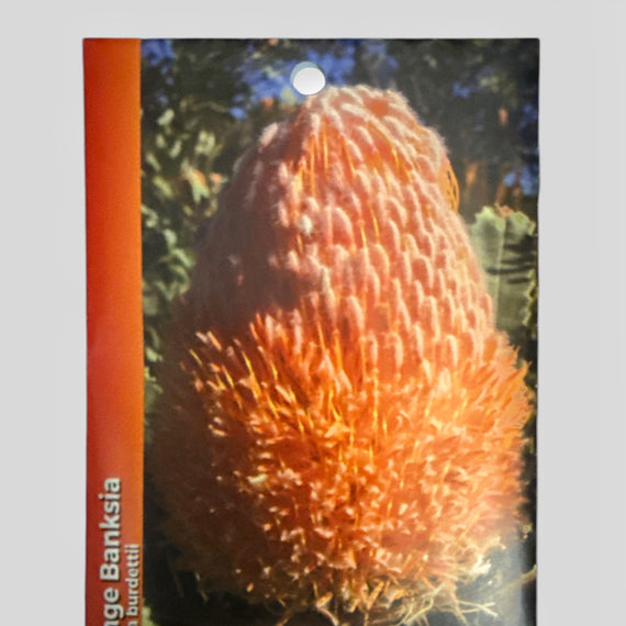 Pack of Australian wildflower seeds with an orange Banksia flower on a gray background