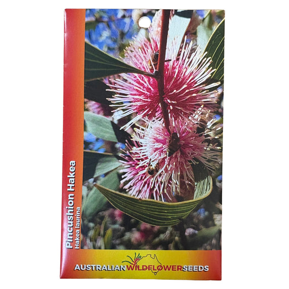 Pin-cushion Hakea Seeds