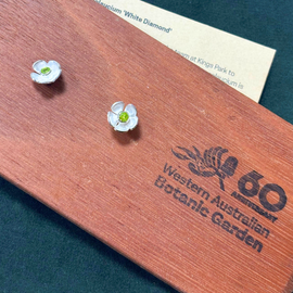 Limited Edition Chamelaucium 'White Diamond' Earrings
