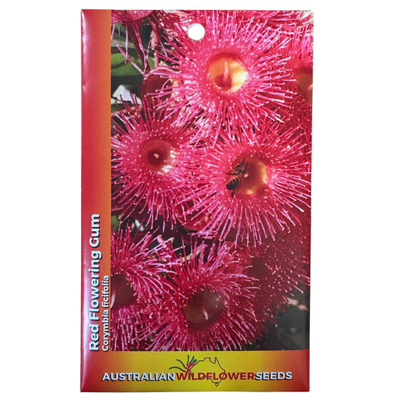 Red Flowering Gum Seeds