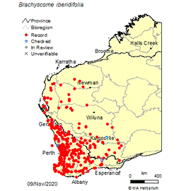 Swan River Daisy Seeds
