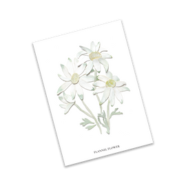 Floral illustration of flannel flowers on a white background