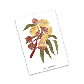 Illustration of a Kingsmill Mallee plant on a white background