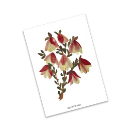 Floral illustration of Quaking Bells on a white background
