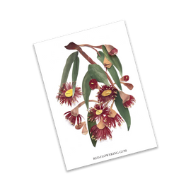 Illustration of Red Flowering Gum leaves and flowers on a white background
