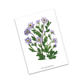 Card - Swan River Daisy
