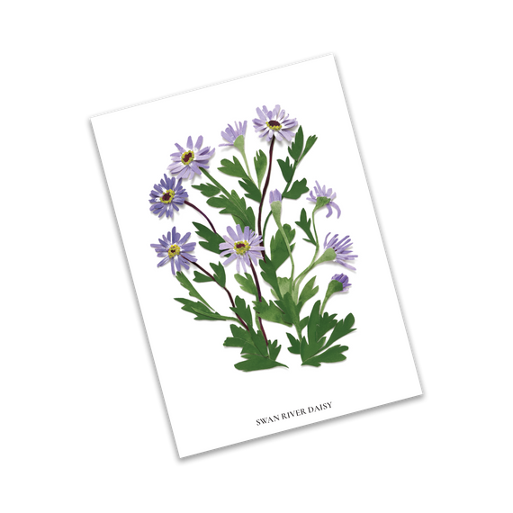 Card - Swan River Daisy