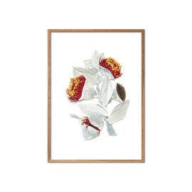 Framed artwork of white flowers with red centers on a white background