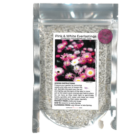 Everlastings (Pink and White) Seeds ss rosea