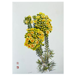 Ltd Ed Print -Verticordia cooloomia