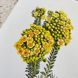Ltd Ed Print -Verticordia cooloomia