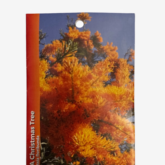 Australian Wildflower Seeds packet with WA Christmas Tree design on a white background