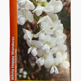 Australian Wildflower Seeds packaging with white flowers on a brown background