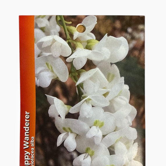 Australian Wildflower Seeds packaging with white flowers on a brown background