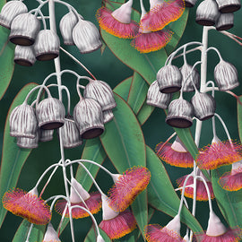 Image of .gum leaves, gum nuts and flowers