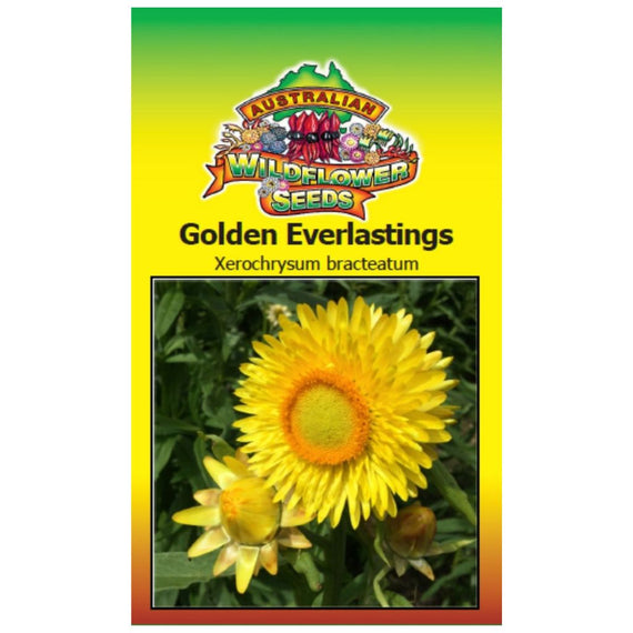 Golden Everlastings Seeds