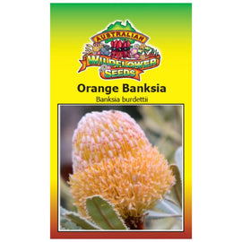 Orange Banksia Seeds