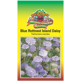Blue Rottnest Island Daisy Seeds