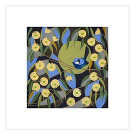 Blue Wren Among the Marri Blooms Print