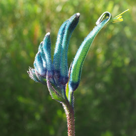 Blue Kangaroo Paw Art Print