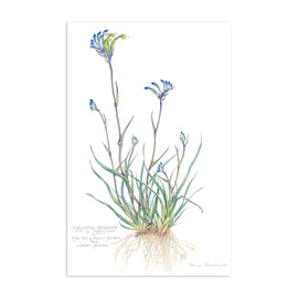 Blue Kangaroo Paw Art Print