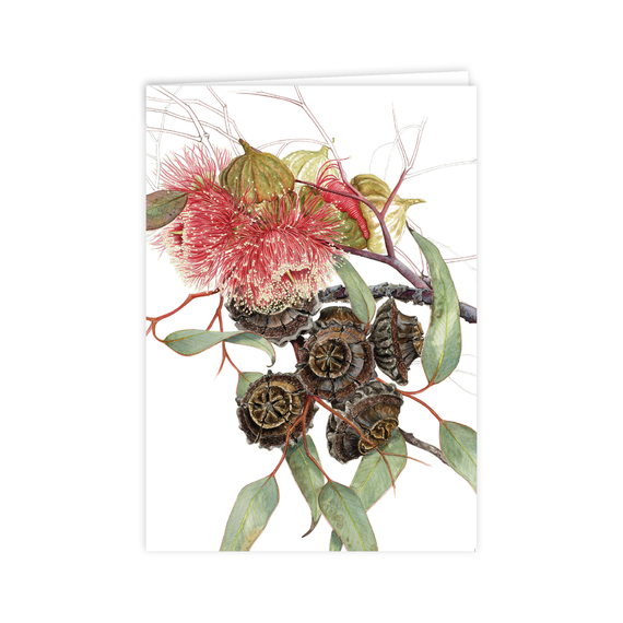 Large-fruited Mallee Card