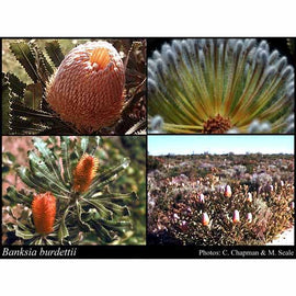 Orange Banksia Seeds