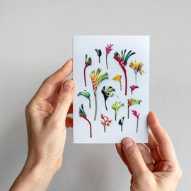 Hello Kangaroo Paws Card