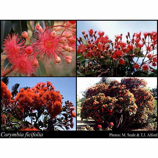 Red Flowering Gum Seeds – Aspects of Kings Park