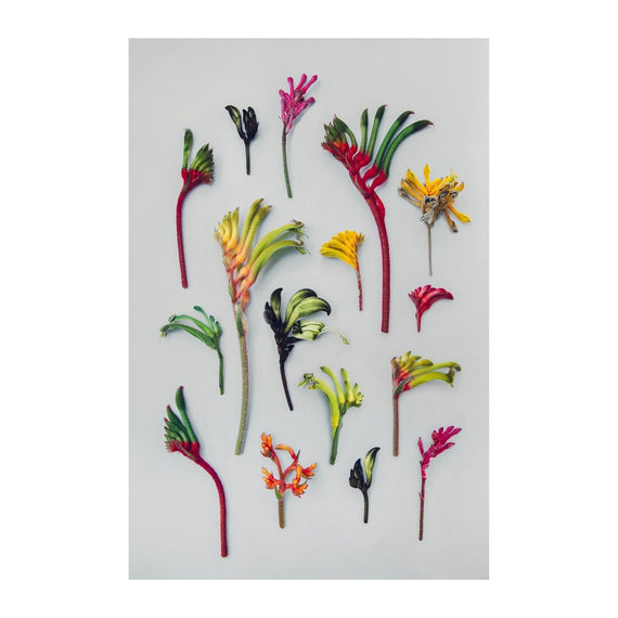 Hello Kangaroo Paws Print