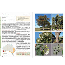 Taller Eucalypts for Planting in Australia