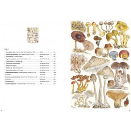 The Magical World of Fungi