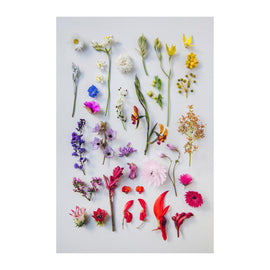 Wildflower Spectrum Print